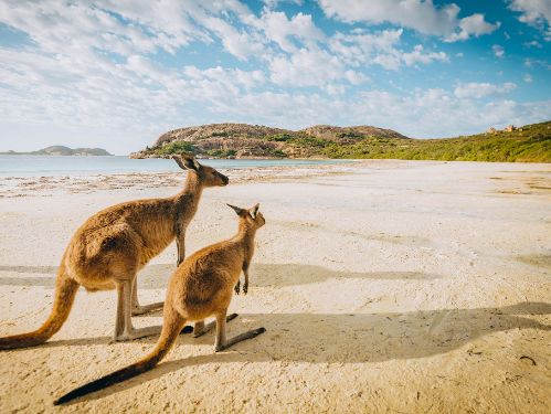 Roys peak wanaka lake mountains
